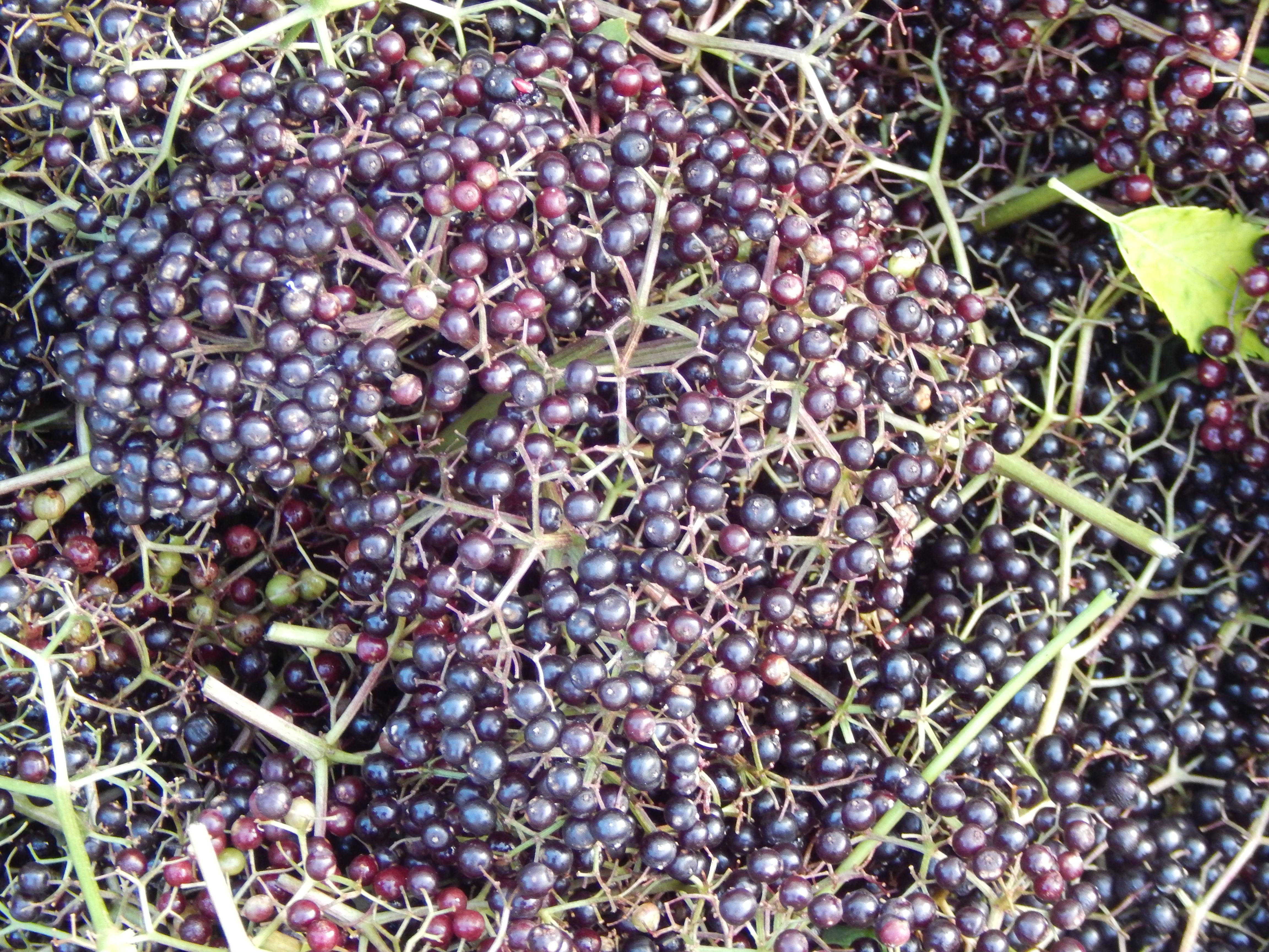The research on elderberry syrup